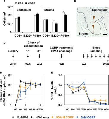 Native CGRP Neuropeptide and Its Stable Analogue SAX, But Not CGRP Peptide Fragments, Inhibit Mucosal HIV-1 Transmission